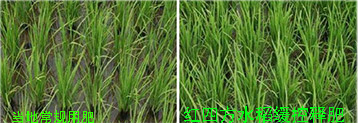水稻使用缓控释肥幼期表现对比图