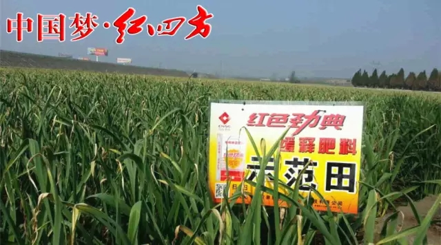 红色劲典缓控释肥联合红四方企业全面布局，掌控土壤品质