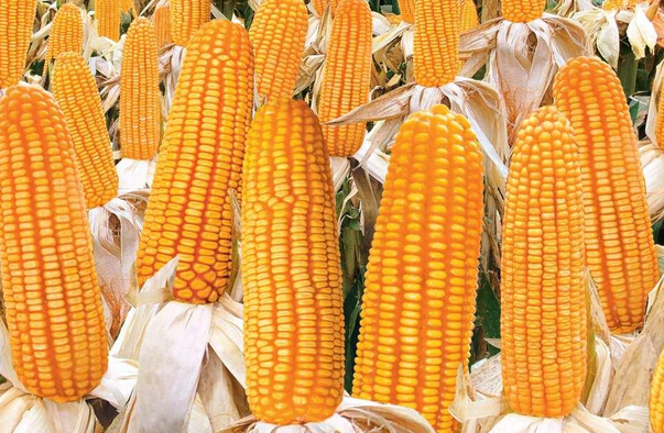 红色劲典缓控释肥在玉米上表现优异