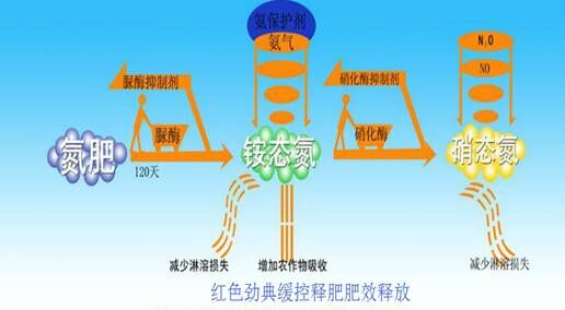 红色劲典长效缓控释肥释放图