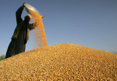 种小麦上底肥就选红色劲典小麦缓控释肥！