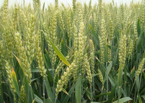 小麦施底肥就选缓控释肥