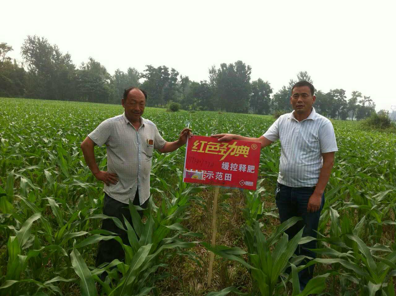 红色劲典缓释肥示范田，玉米苗期长势好！