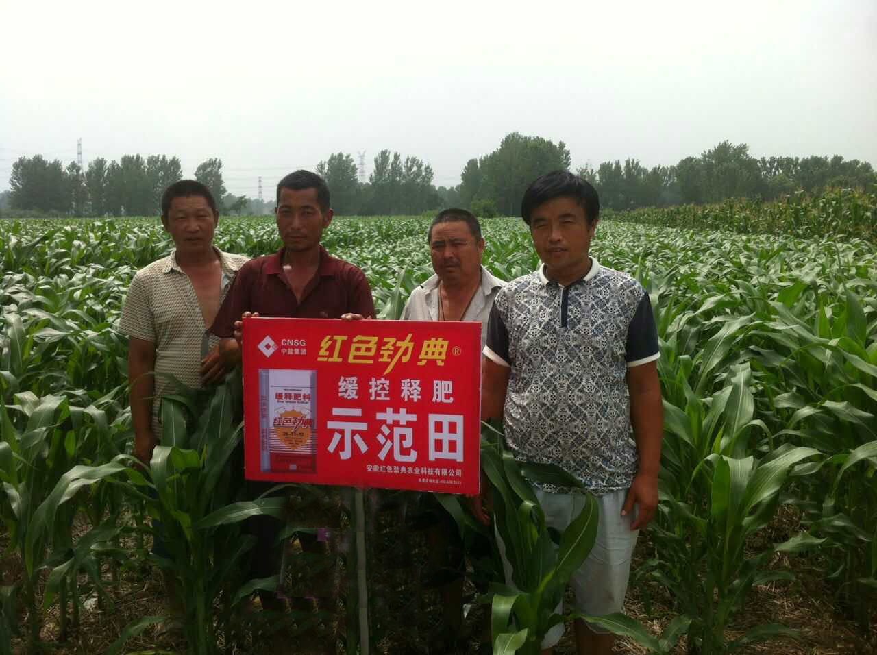 玉米缓释肥示范园里的玉米越长越好！