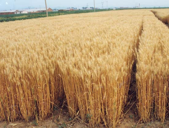 北方小麦用什么肥料？