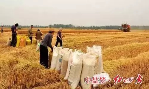 小麦丰收时