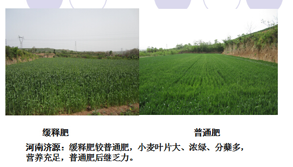2015年红色劲典缓释肥在河南地区小麦表现