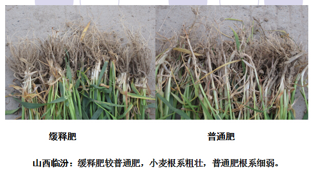 2015年红色劲典缓控释肥在山西临汾小麦表现