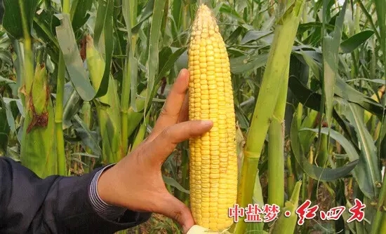 玉米增产对比图