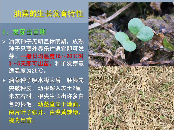 油菜生长发育特性：出苗期