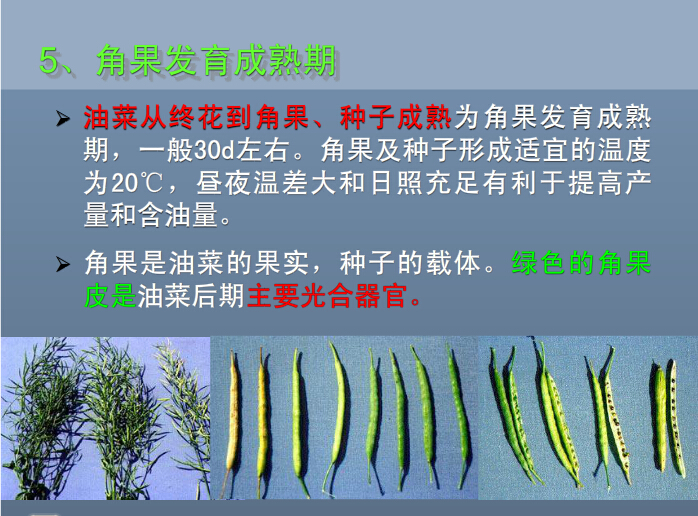 油菜发育成熟期