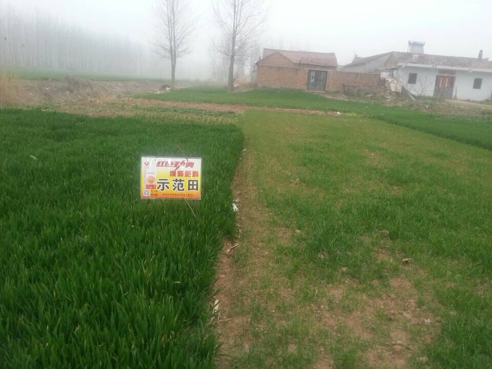 缓释尿素在小麦作物上表现不错