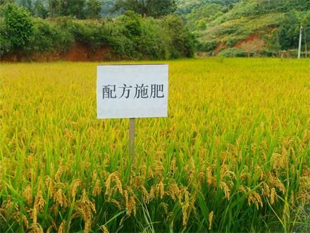 水稻采用配方施肥，科学管理，喜获丰收