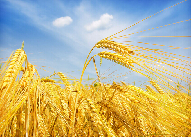 小麦专用肥肥效高