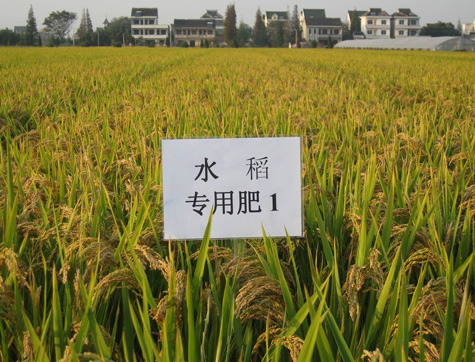 红色劲典水稻肥料效果