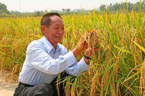 选优质水稻种提高水稻产量