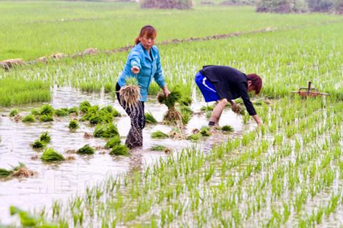 播种插秧过程提高水稻产量