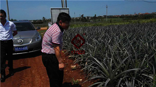 种菠萝用什么肥好?