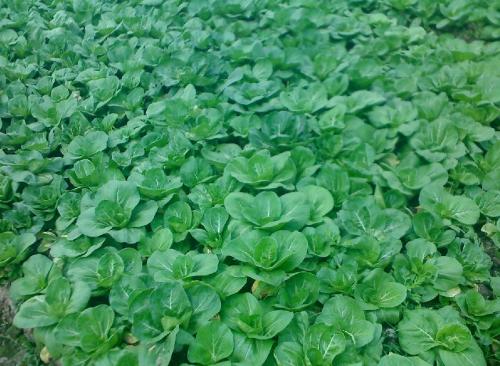 冬季种植小白菜用什么肥好?