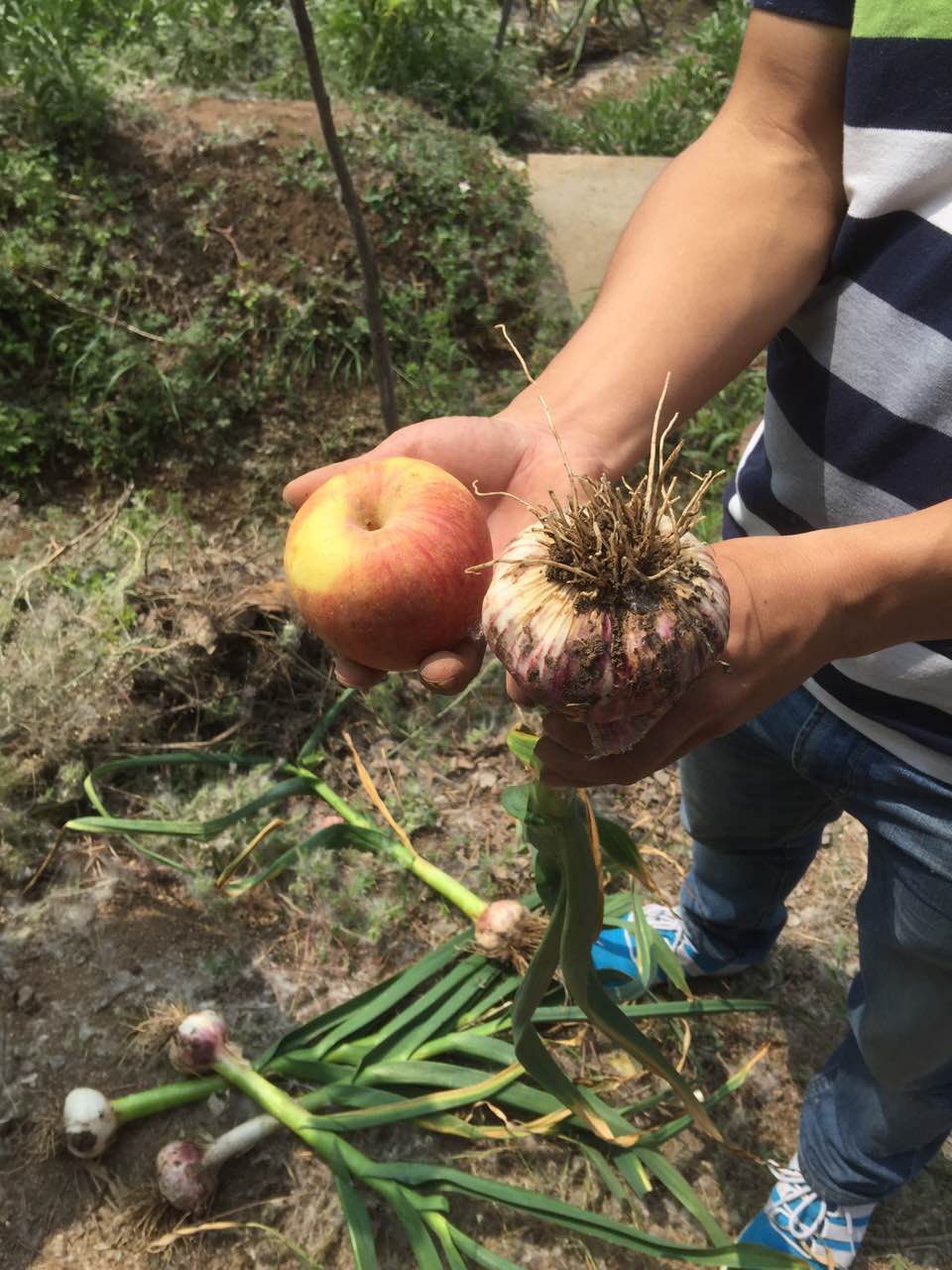 种植大蒜用什么肥好？红色劲典硫酸钾复合肥效果明显