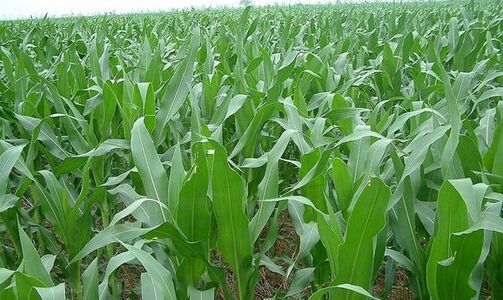 玉米合理施肥