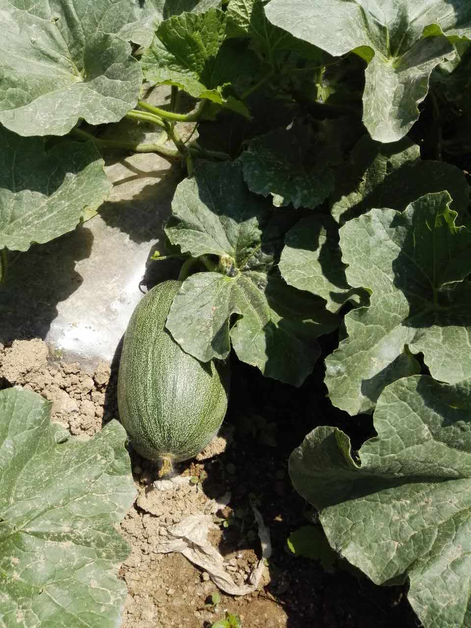 西瓜施用红色劲典水溶肥