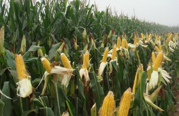 玉米高产用什么肥料