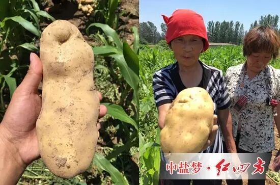 施用高塔复合肥的土豆长势较好